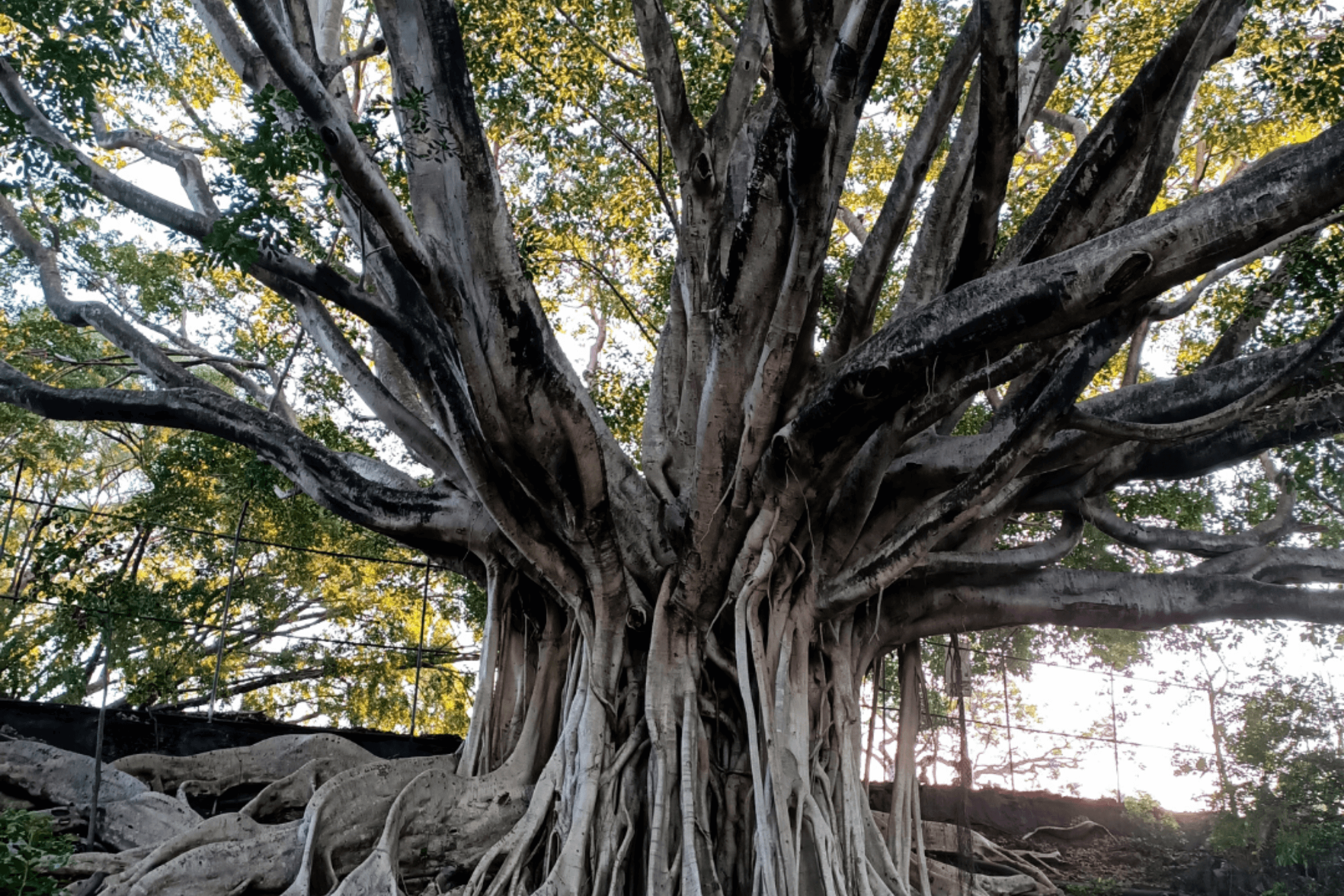 A Moreton Bay Fig tree, Brisbane.