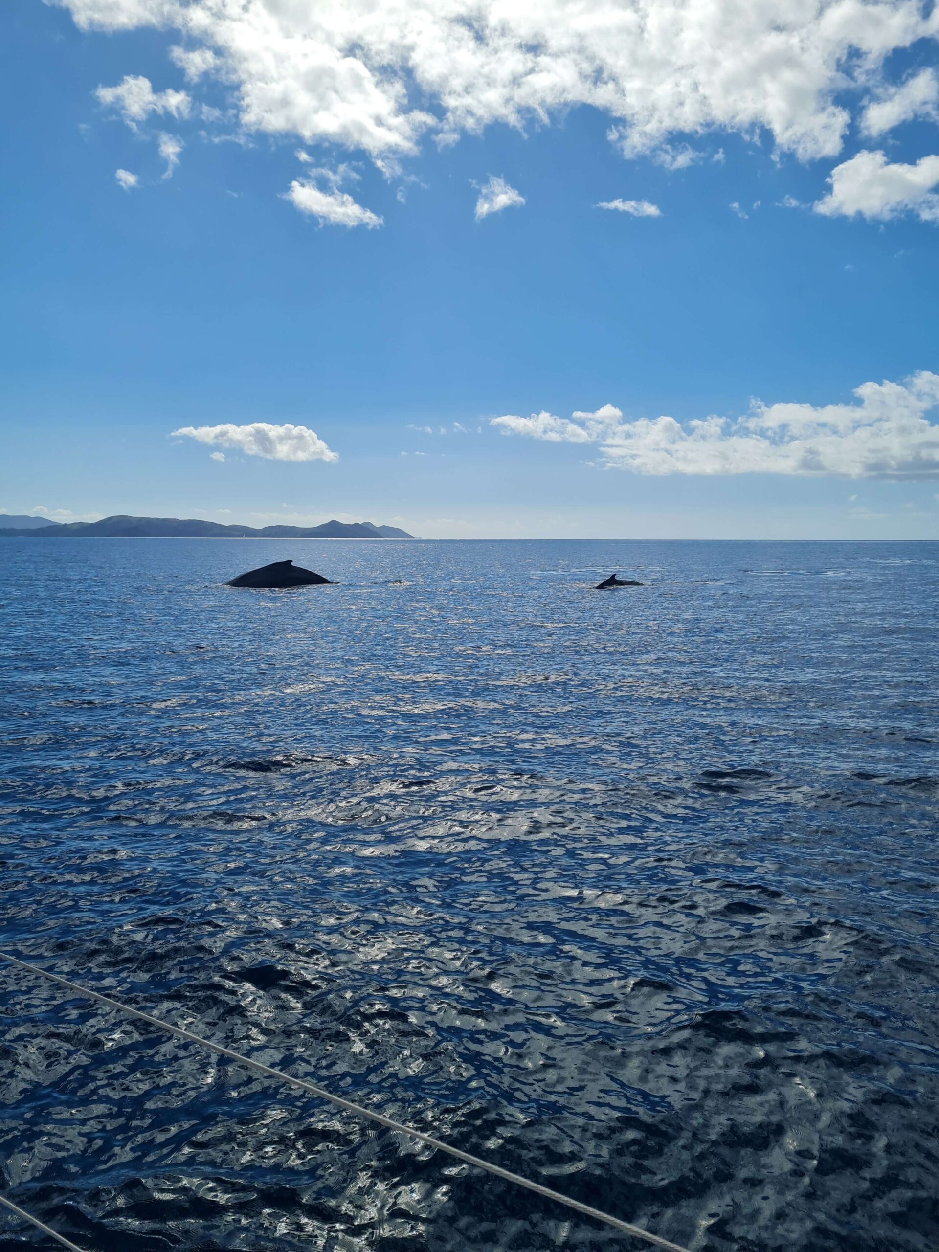 Whales in Cid Harbour, Whitsunday Islands. Photo taken by Sam.