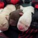 Day-old labrador puppies laying on a blanket.