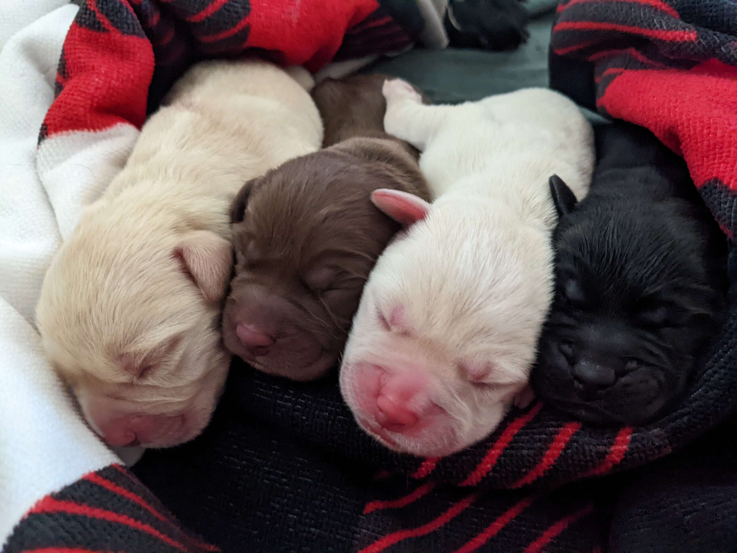 Day-old labrador puppies laying on a blanket.