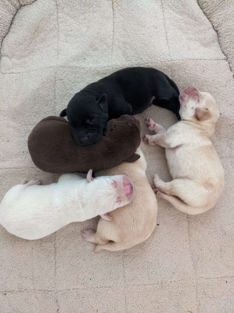 Labrador puppies of every colour (chocolate, black, golden and white) laying on a dogbed.
