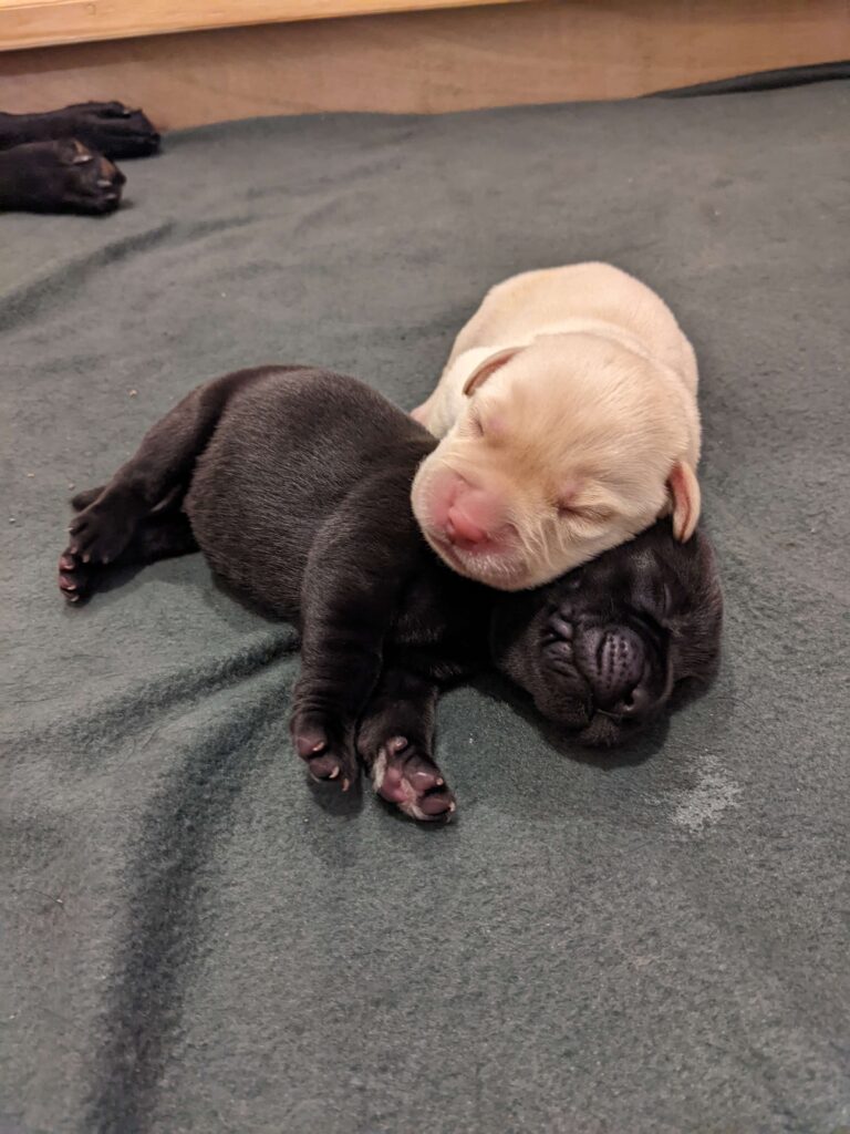 A golden labrador puppy lays on his brother, a black labrador puppy.