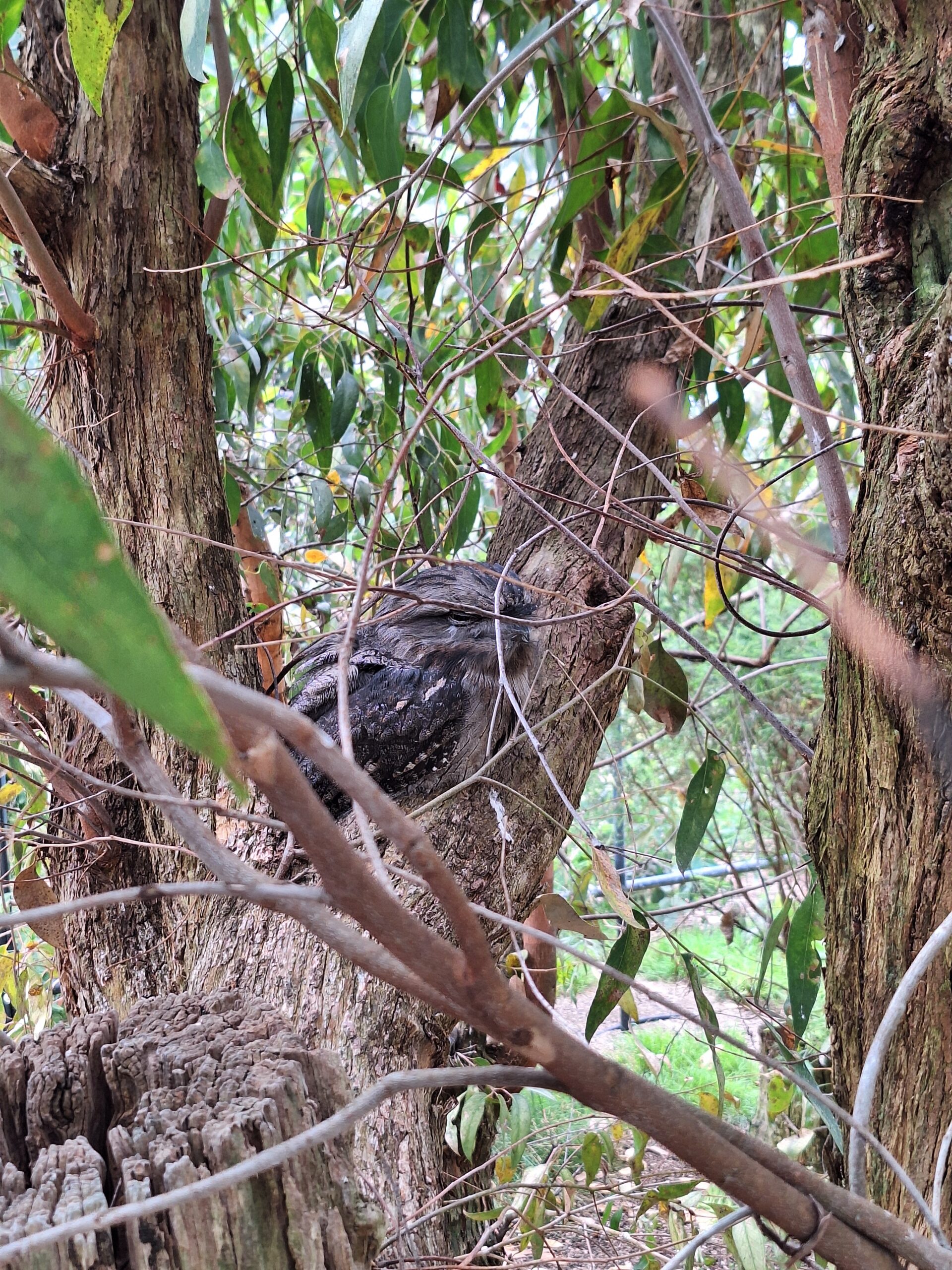 Tawny Frogmouth